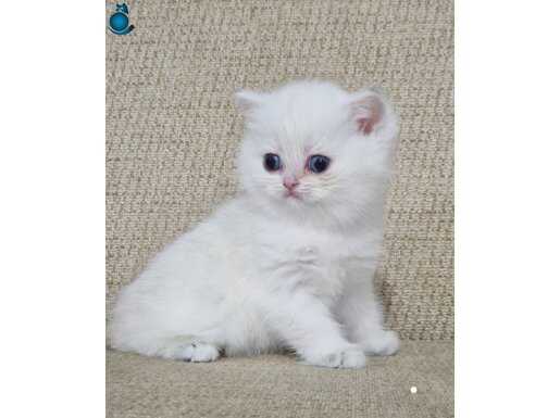 Mavi Göz Safkan Golden Point