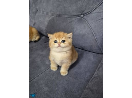 Safkan Golden Erkek British