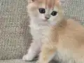 Cins Garantili Safkan Golden British Shorthair