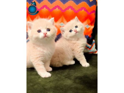 British shorthair ve longhair kuzucuklar