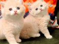 British shorthair ve longhair kuzucuklar