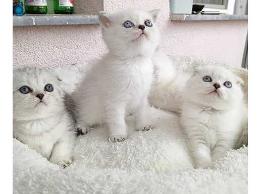 1.Sınıf Beyaz Mavi Gözlü Scottish Fold ve British Short Hair