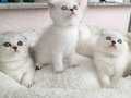 1.Sınıf Beyaz Mavi Gözlü Scottish Fold ve British Short Hair