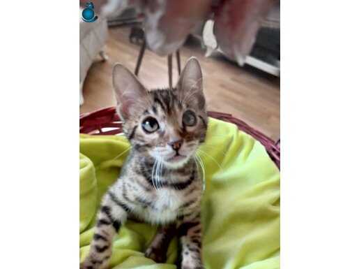 2.5 aylık Safkan Bengal yavruları 