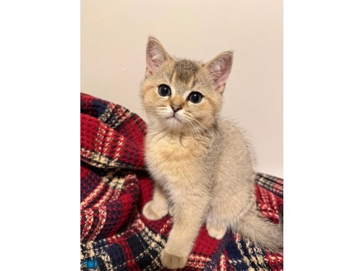 Golden Silver Tatlı Yeşil Göz