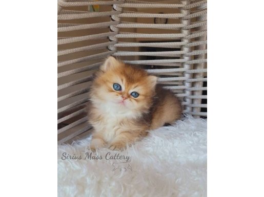 2 aylık Safkan British Longhair Yavrular