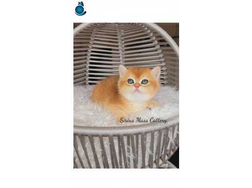 British shorthair Golden Ny12 Dişi yavru 
