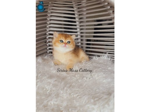 British shorthair Golden Ny11 dişi yavru