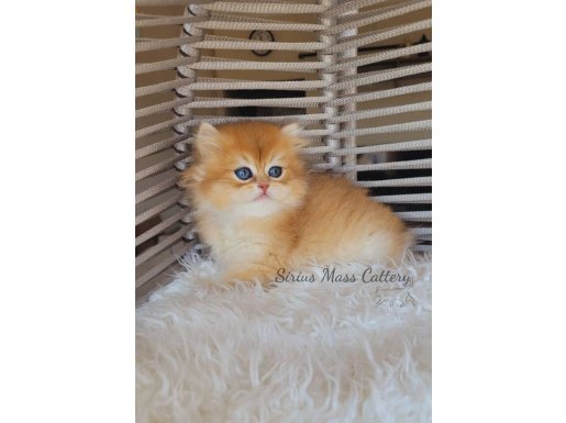 Safkan British longhair golden ny12 dişi 