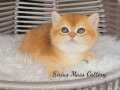 British shorthair Golden Ny12 Dişi yavru 