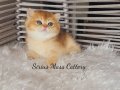 British shorthair Golden Ny11 dişi yavru