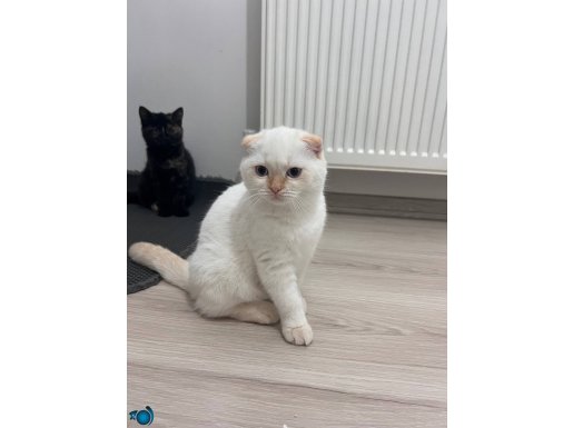 3 aylık scottish ve british dişi yavru kedi