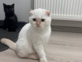3 aylık scottish ve british dişi yavru kedi