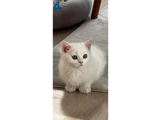 Prens ve prensesim yeni ailelerini bekliyor