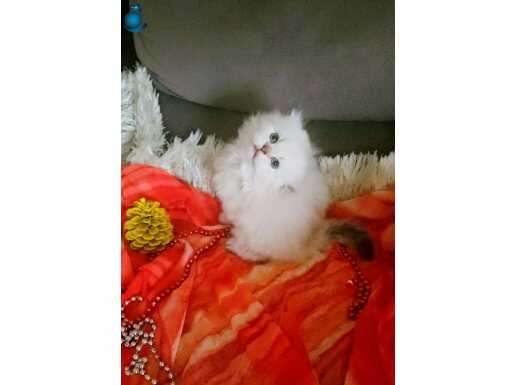 Muhteşem ırk ve kalitede yavrularımız..