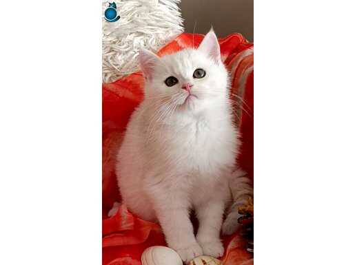 Muhteşem bir golden red point erkek yavru.. 