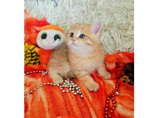 Ev ortamında yetişen, altın tüylü enerjik British Shorthair yavruları