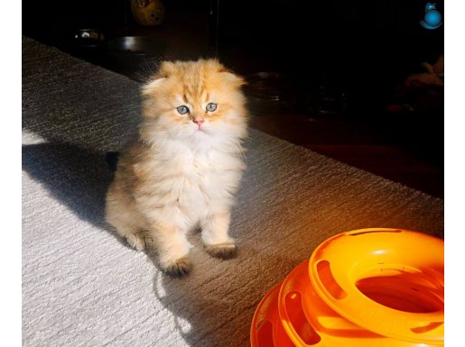 Muhteşem kalite ve ırk yavrularımız.. sağlık garantilidir.