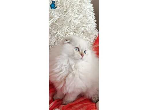 Scotish Gold longhair.. harika bir yavru.. 