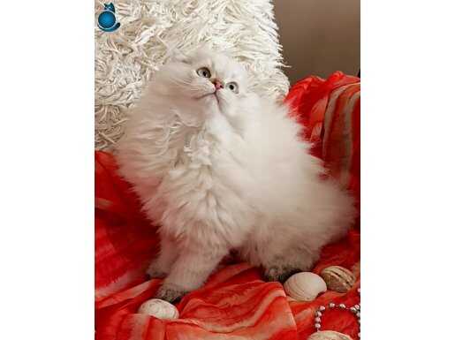 Muhteşem kalitede ırk ve sağlık garantili yavrular..