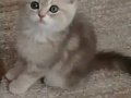 Muhteşem Güzellikteki Yavrularımız