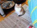 Irk ve Sağlık Garantili Yavrularımız 