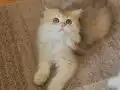 Muhteşem güzellikteki yavrularımız.
