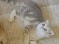 Muhteşem güzellikteki yavrularımız.