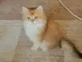 Muhteşem güzellikteki yavrularımız.