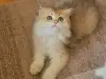 Muhteşem güzellikteki yavrularımız.