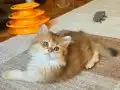 Muhteşem güzellikteki yavrularımız.