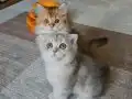 Muhteşem kan hattı olan yavrulamiz