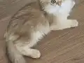 Muhteşem kalitede ırk ve sağlık garantili yavrumuz.