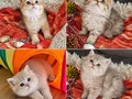 Muhteşem Güzellikteki Yavrularımız 