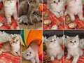 Muhteşem Güzellikteki Yavrularımız 