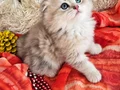 Muhteşem Güzellikteki Yavrularımız 