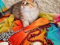 Muhteşem Güzellikteki Yavrularımız 