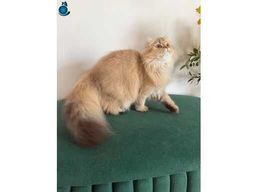 Altın saçlı İngiliz kızı 