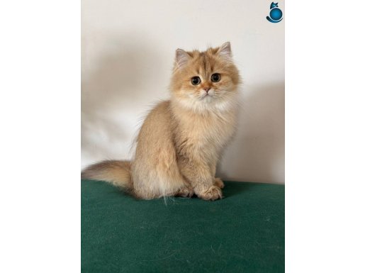 Uzun saçlı biblo kız