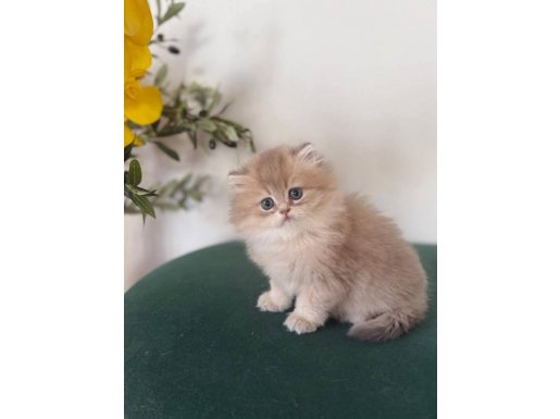 Tüm özellikleri ile muhteşem ay11 longhair kızımız 