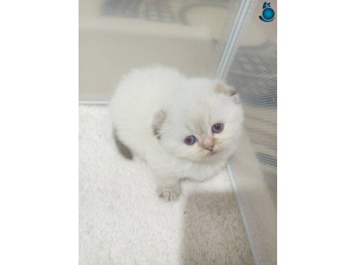 MUCKİNG CÜCE KEDİ ANKARDA 