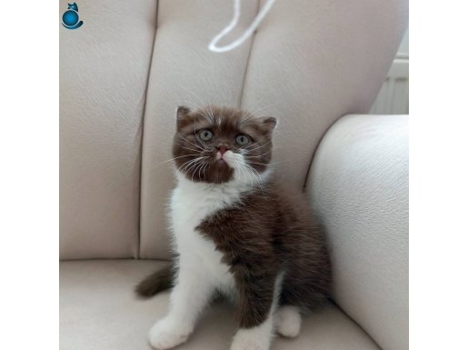 British lonhair bicollir mucking cüce kedi mevcut 
