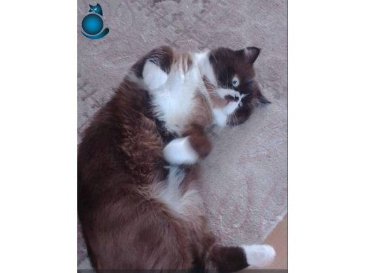 Güzel sağlıklı canlar