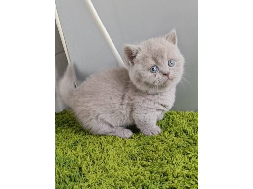 Munchkin cüce kedi Ankara'da tek