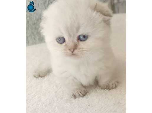 MUCKİNG CÜCE KEDİ ANKARDA TEK 