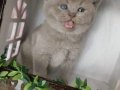 Munchkin Cüce Kedi Yavruları Baba Munchkin Cüce Orta Boy 