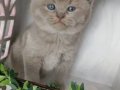 Munchkin Cüce Kedi Yavruları Baba Munchkin Cüce Orta Boy 