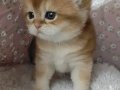 Munchkin Cüce Kedi Yavruları Baba Munchkin Cüce Orta Boy 