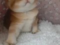 Munchkin Cüce Kedi Yavruları Baba Munchkin Cüce Orta Boy 