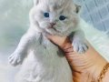 Munchkin Cüce Kedi Yavruları Baba Munchkin Cüce Orta Boy 